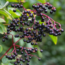 Immunistren contains black elderberry, also called sambucus elderberry 