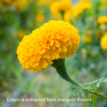 Lutein in AREDS 2 Vitamins is Extracted from Marigold Flowers